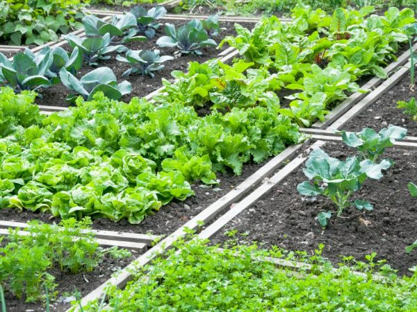 In plaats van knoflook kunnen verschillende gewassen worden geplant