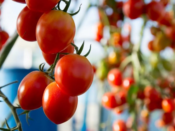 Beschrijving en kenmerken van de tomaat Miracle of the Lazy