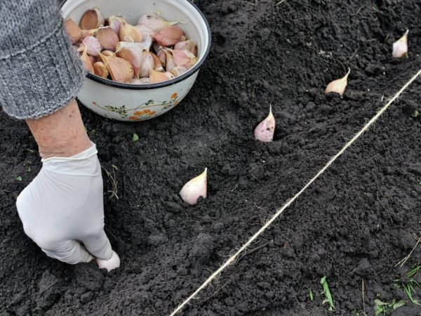 Este important cum și când să plantați usturoiul