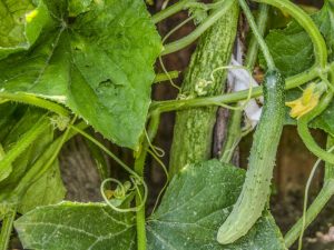 Characteristics of the variety of cucumbers Chinese Snake