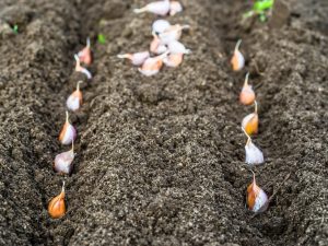 Planting garlic in the Urals