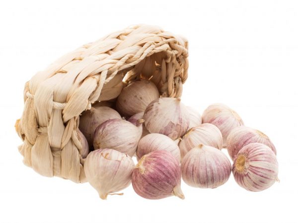 Garlic variety Lyubasha