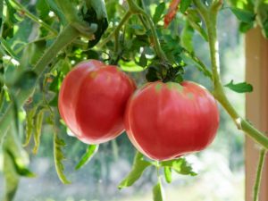 Beschrijving van Tomato Raspberry Giant