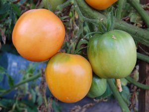 Kännetecken för tomathonungspa