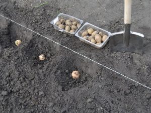 Los principales métodos para plantar patatas.
