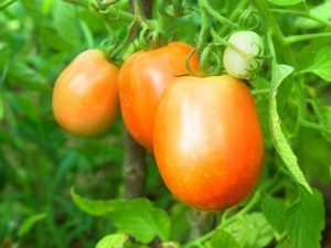 Popis rajče Orange Giant