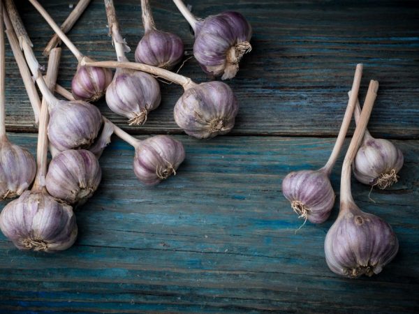 Store garlic correctly