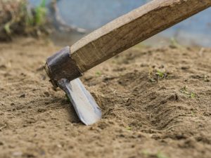 A talaj előkészítése a fokhagymához