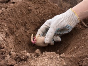 Fertilizing potatoes when planting in a hole