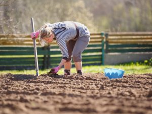 Regler för att plantera potatis under en spade
