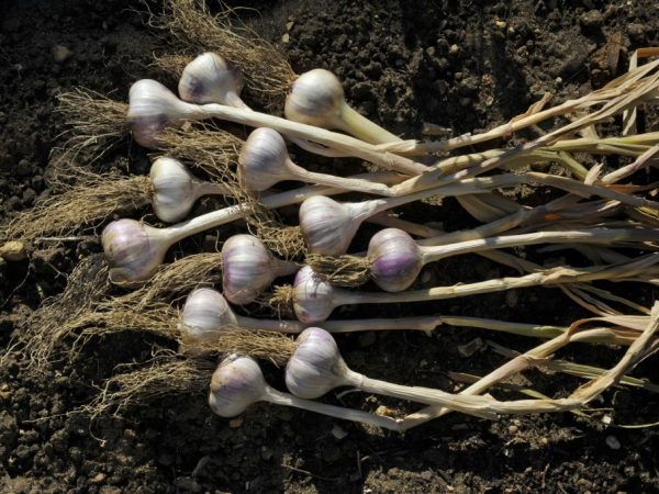 Garlic and soil must be prepared for planting