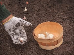 Regels voor het planten van knoflook voor de winter in Wit-Rusland