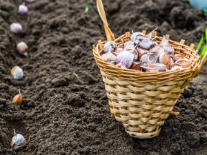 Regler för plantering av vitlök