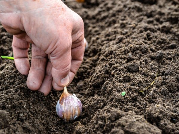 Nu tot solul este potrivit pentru plantarea usturoiului.