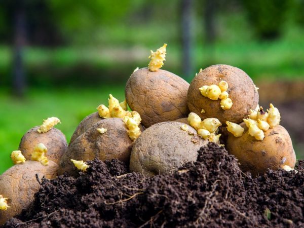 Planterar potatis