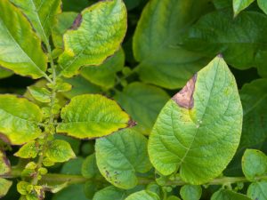Causas de las hojas de papa amarillentas