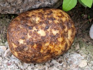 Definition and treatment of potato cancer