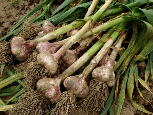 Garlic Yield Secrets