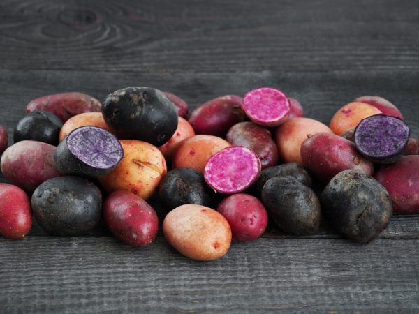 Vanliga sorter av färgade potatisar