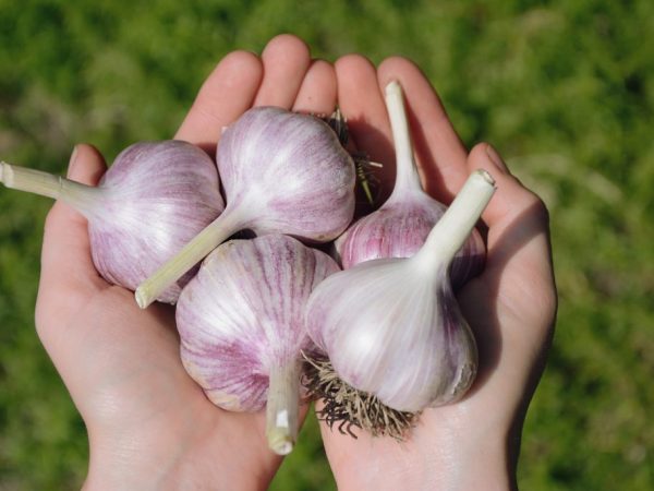 Garlic growing rules