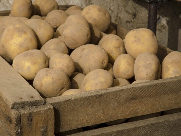 Las patatas desenterradas no se deben embolsar.