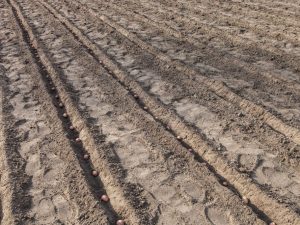 A burgonya ültetéséhez ajánlott talajhőmérséklet
