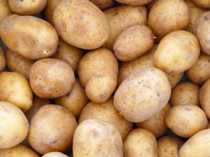 Výnos brambor