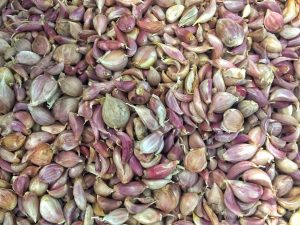 Reguli pentru cultivarea usturoiului din bulbi