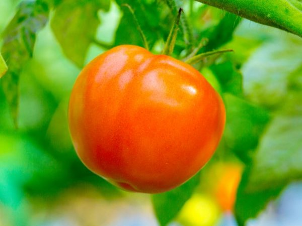 Descripción de tomate melocotón