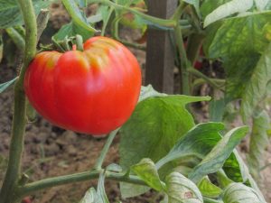 Beschrijving van roze Abakan-tomaat