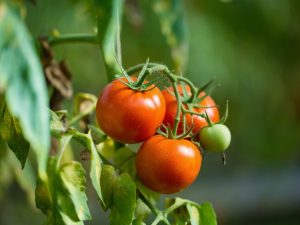 Descripción del tomate Agata