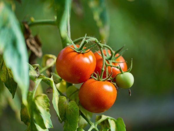 Beschrijving van Agata Tomato