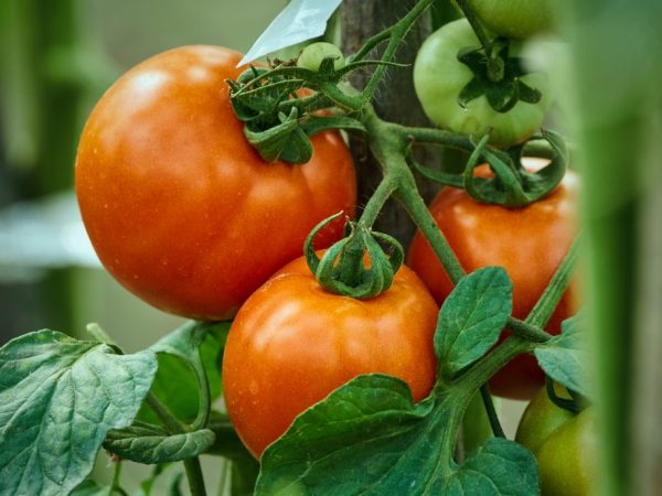Beschrijving van tomaat Alyosha Popovich
