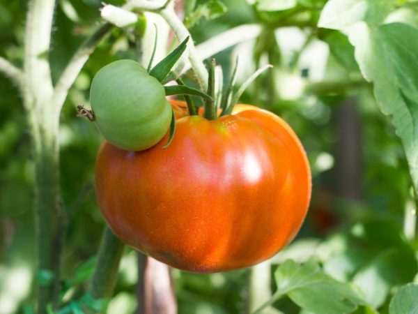 Vlastnosti rajčat odrůdy Altai Masterpiece
