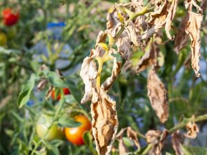 Symptomen en behandeling van tomatenalternaria