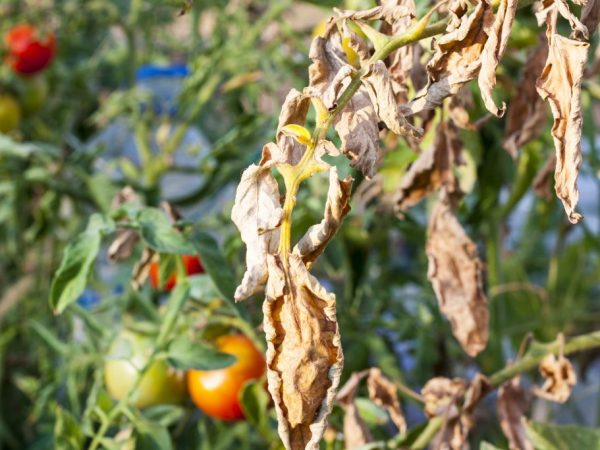 Symtom och behandling av tomat alternaria