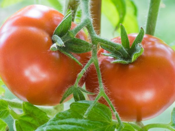 Descripción del tomate Andrómeda