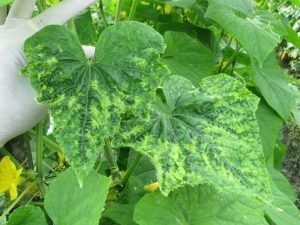 Common pests of cucumbers and their control