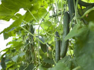 Description of the April cucumber variety