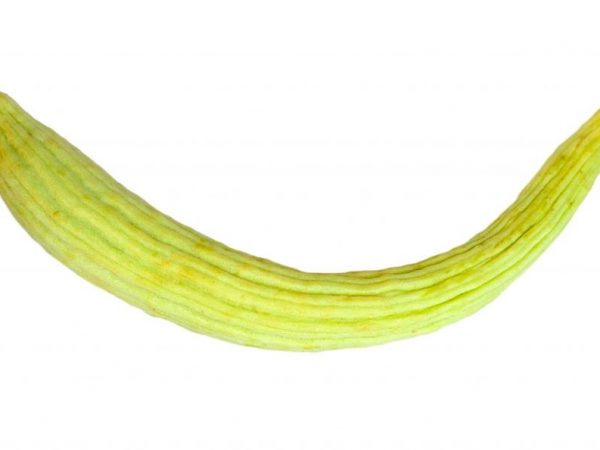 Beschrijving van Armeense komkommer