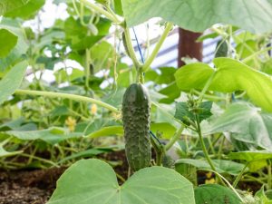 Characteristics of cucumbers varieties Babushkin Vnuchok