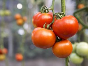 Kännetecken för en tomatsort Babushkino
