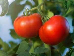 Beschrijving van Bagheera-tomaat
