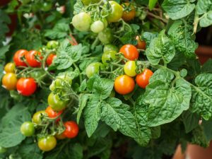 Beschrijving en kenmerken van tomaten Balkonwonder