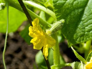 Description of the cucumber variety Balcony miracle