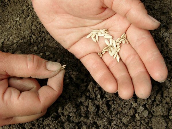 Se recomienda procesar semillas antes de plantar.