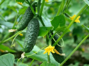 Beschrijving van de variëteit aan komkommers Rode mul