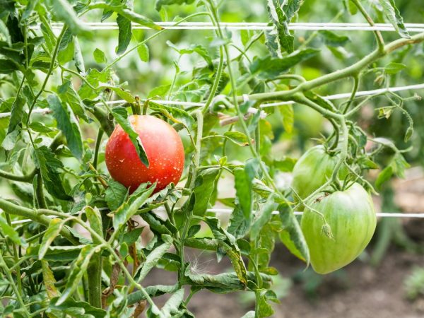 Beschrijving van tomaat Batianya