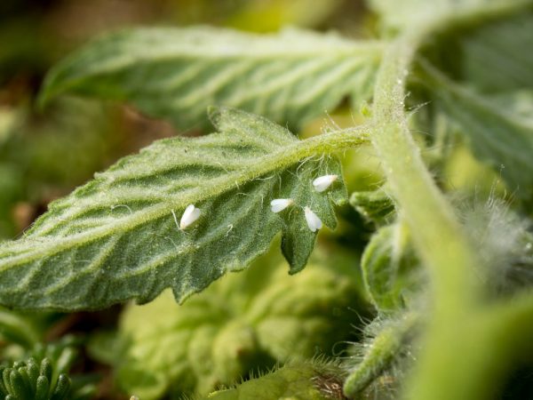 Fighting Whitefly on Tomatoes