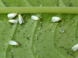 Boj whitefly na rajčatech ve skleníku